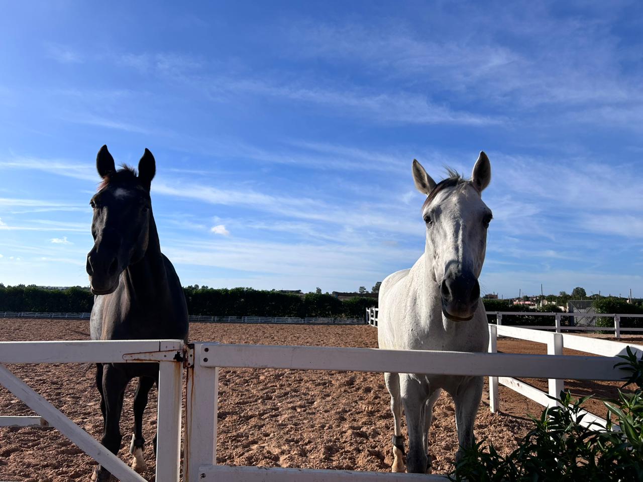 Equestrian Center Ouled Azzouz Les Ecuyers De Casablanca — photo 4