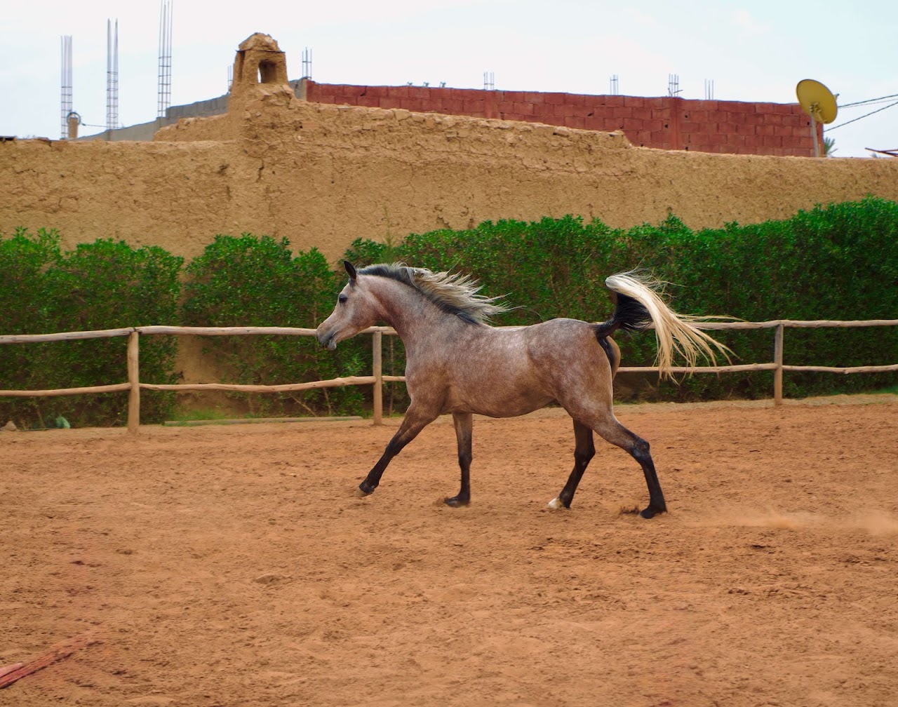 Equitation Cheval Marrakech - Horseback Riding Palmeraie — photo 4