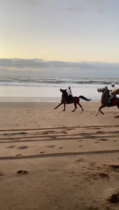 Hamza Reguiai Cheval équitation — photo 2