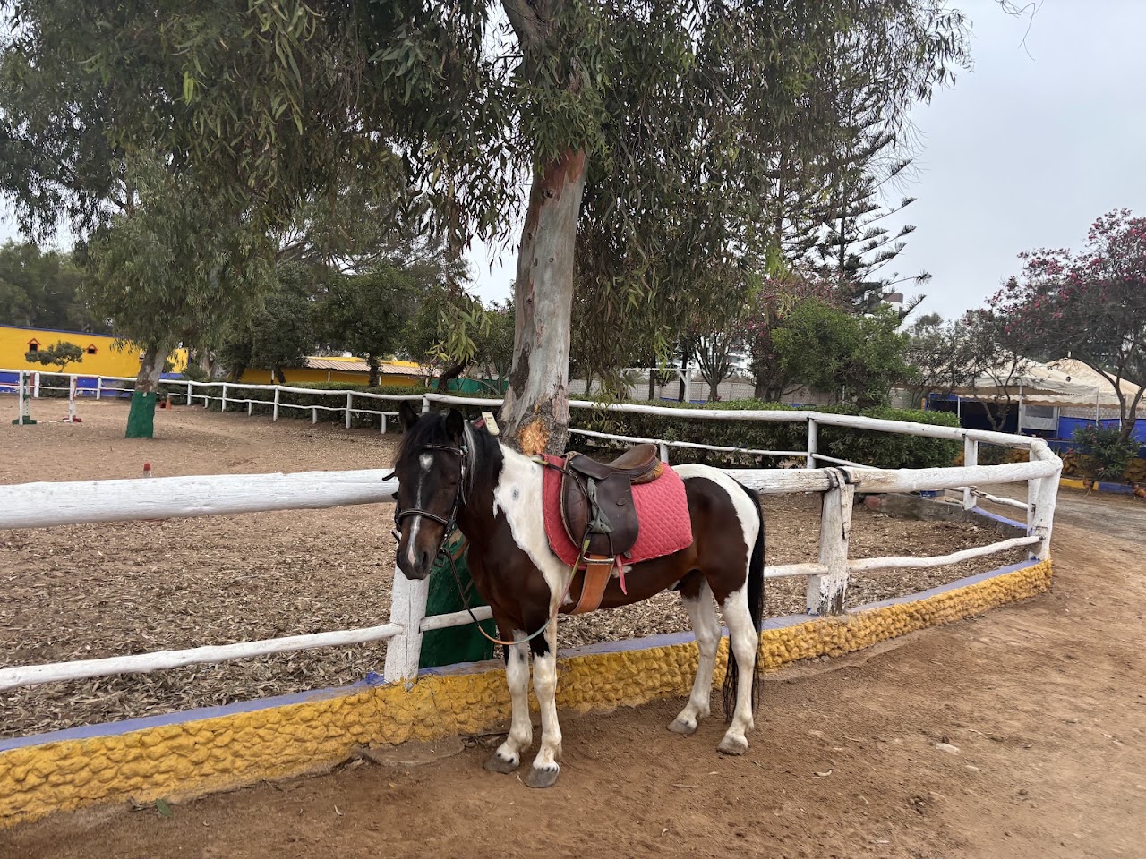 Club Equestrian Ould Jmel — photo 4