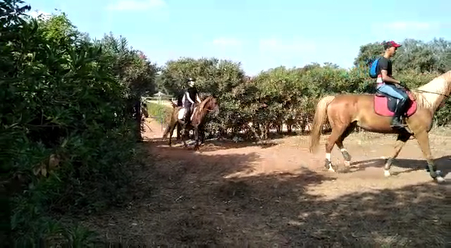 Pony Club De Rabat — photo 2