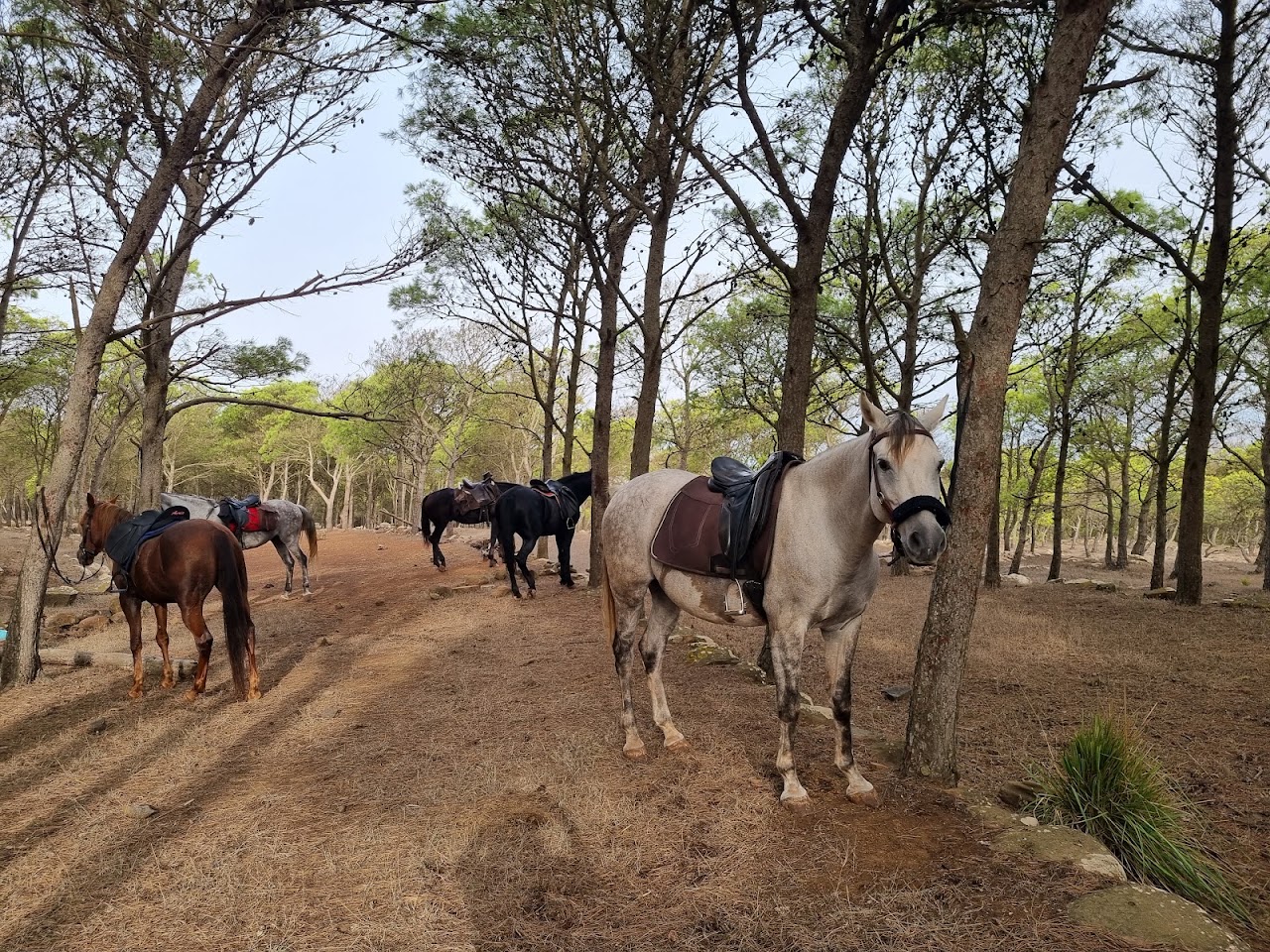Finca caballos "Finca la Yeguada de Tisamrin"