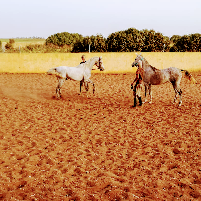 Al Farid Horse Farm — photo 4