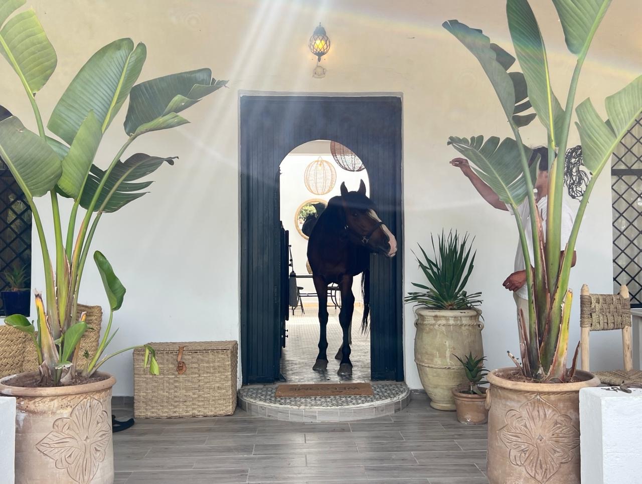 PARADISO HORSE CLUB