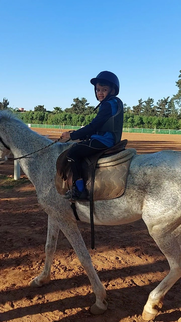 Shoul's Horse — photo 2