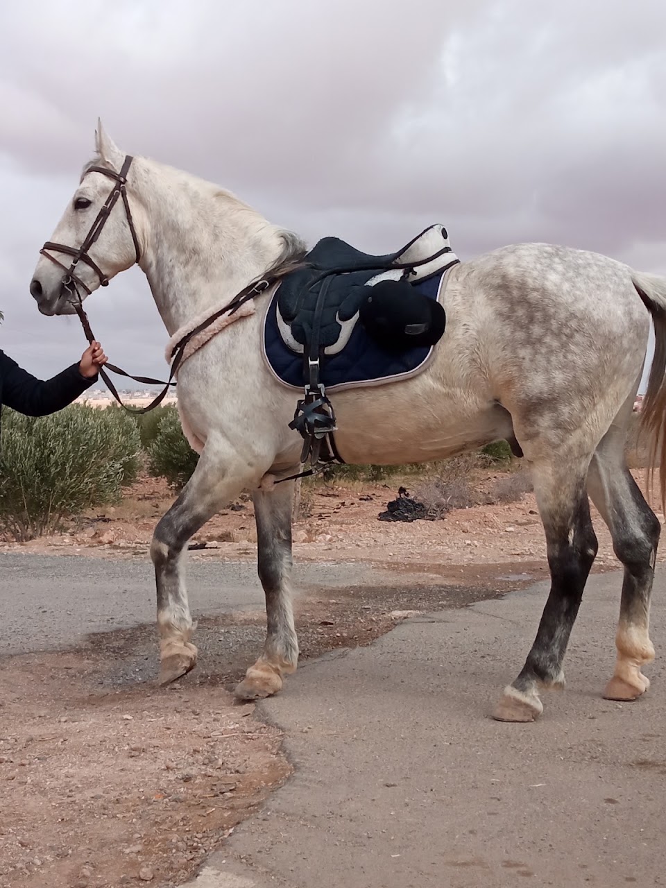 Planet Horse Chichaoua — photo 4