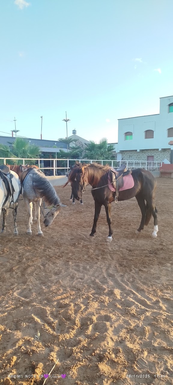 CLUB EQUESTRE CAMPAMINTO — photo 3