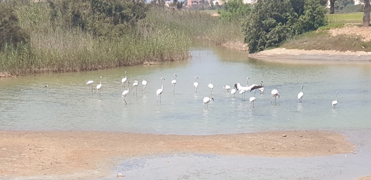 GOLF SAIDIA — photo 3