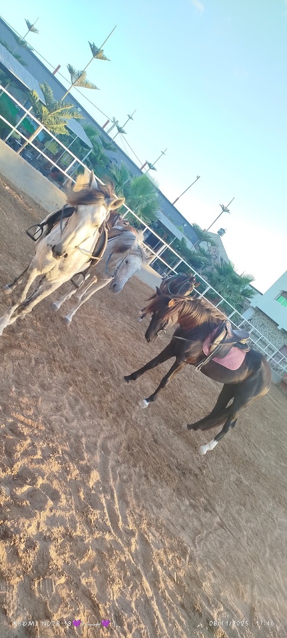 CLUB EQUESTRE CAMPAMINTO — photo 4