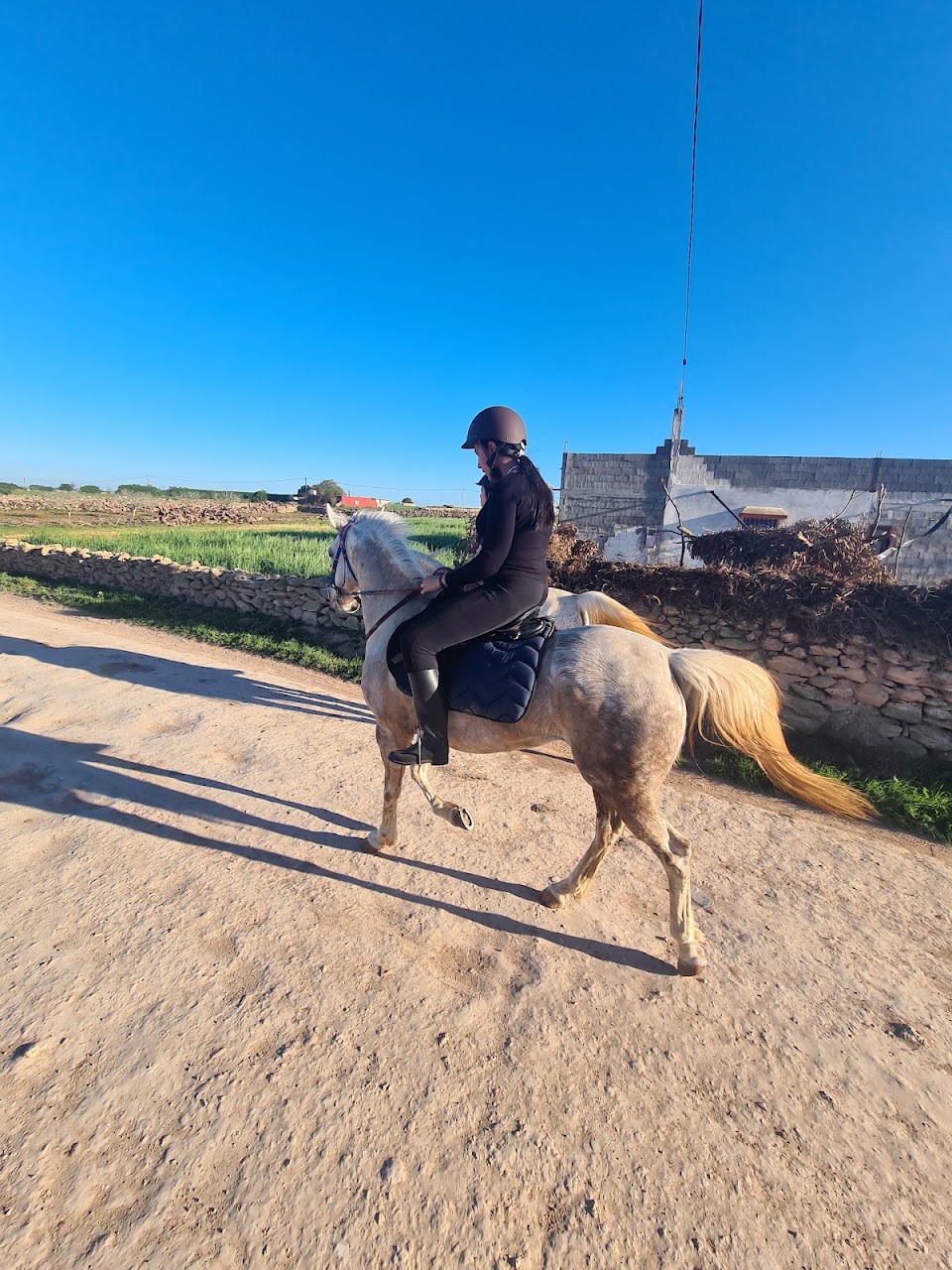 El Aaz Arabians Stud