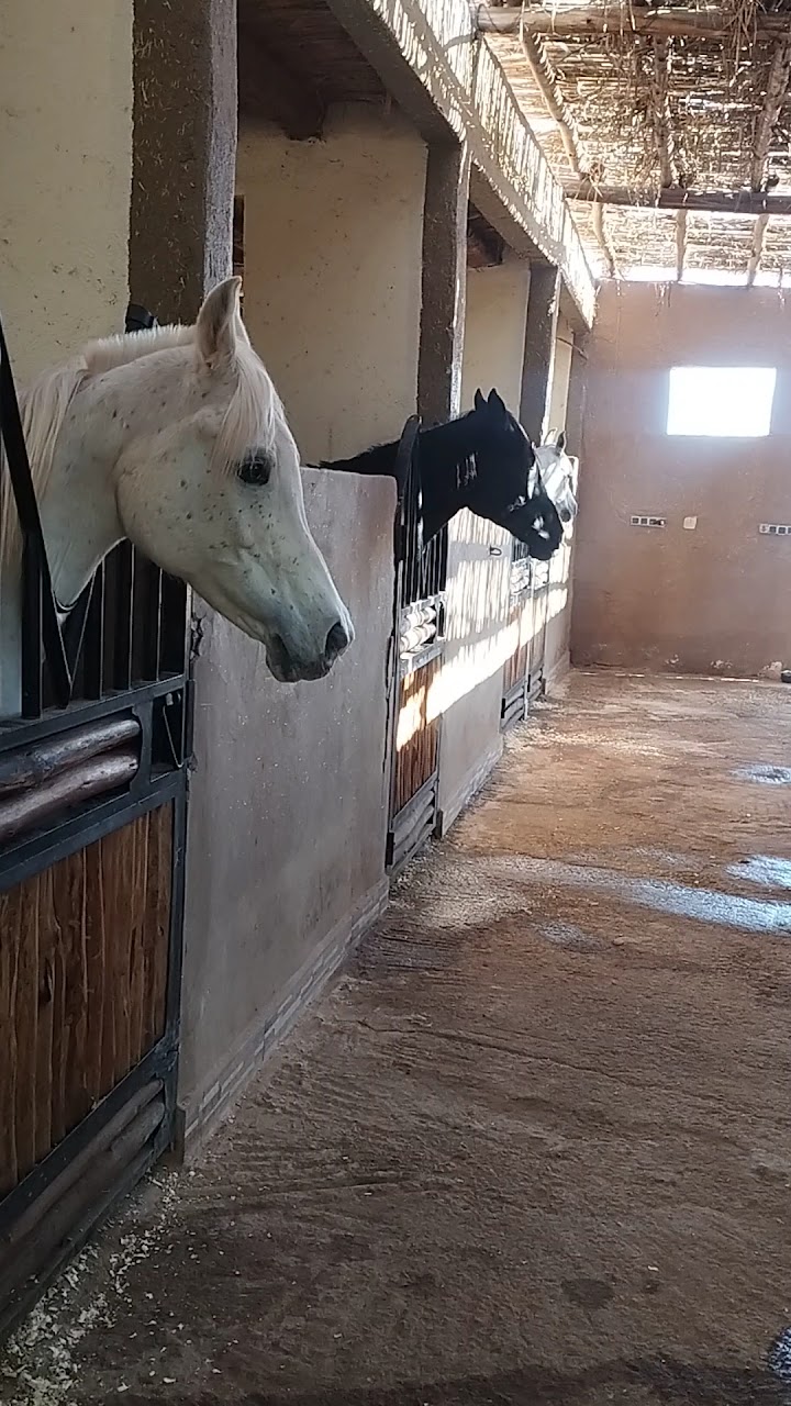 Equestre Palmeraie - Cheval Marrakech atlas — photo 2