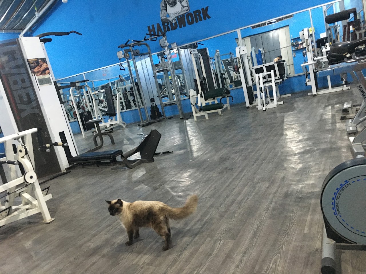 Gold gym — photo 3