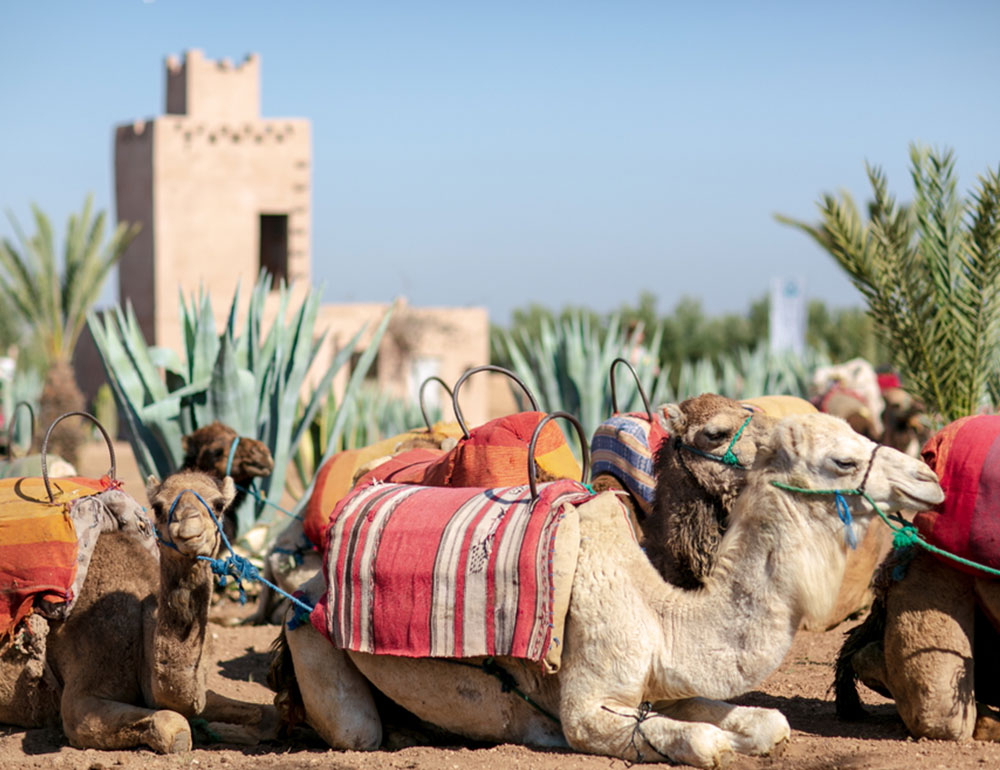 Marrakech Quad — photo 2