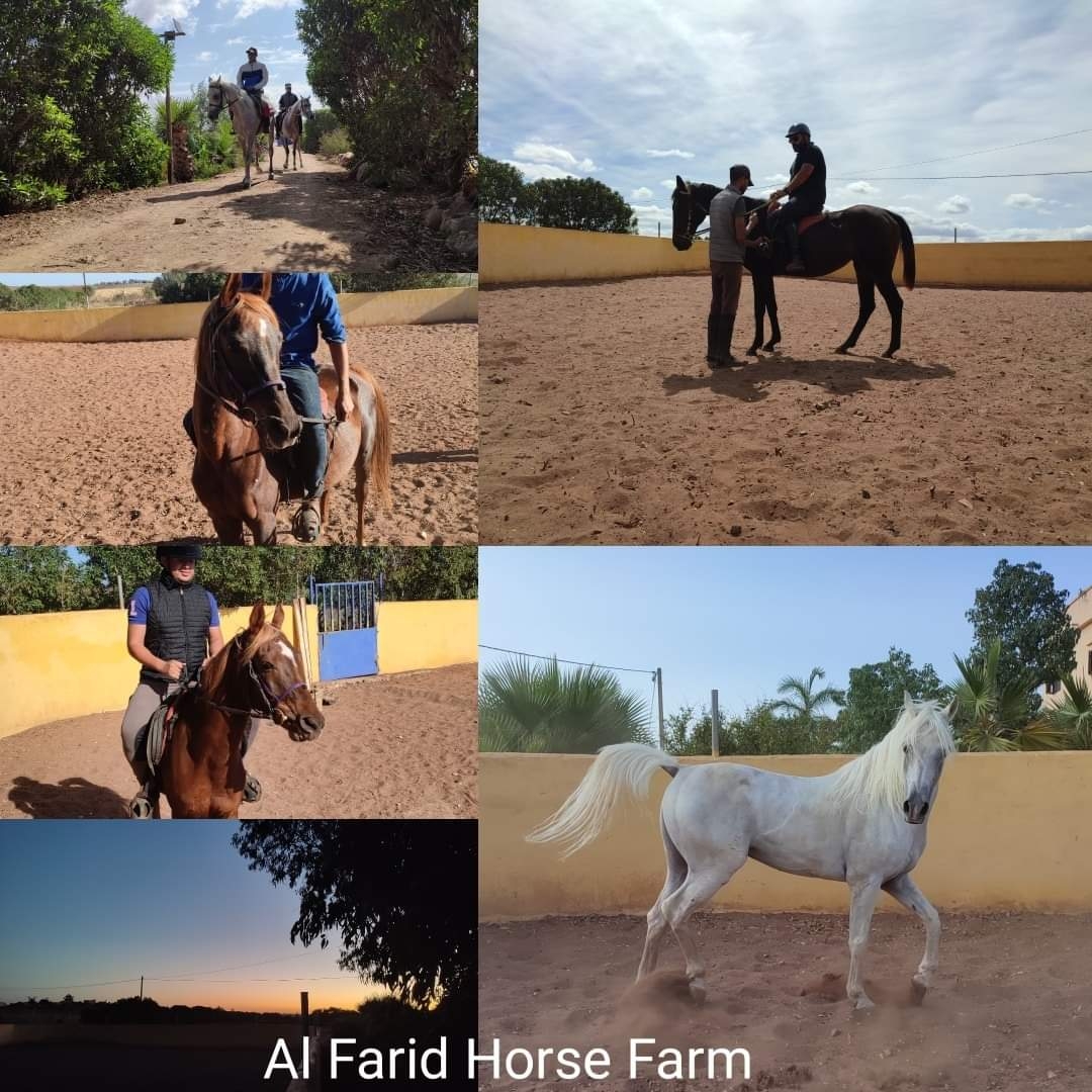 Al Farid Horse Farm — photo 3
