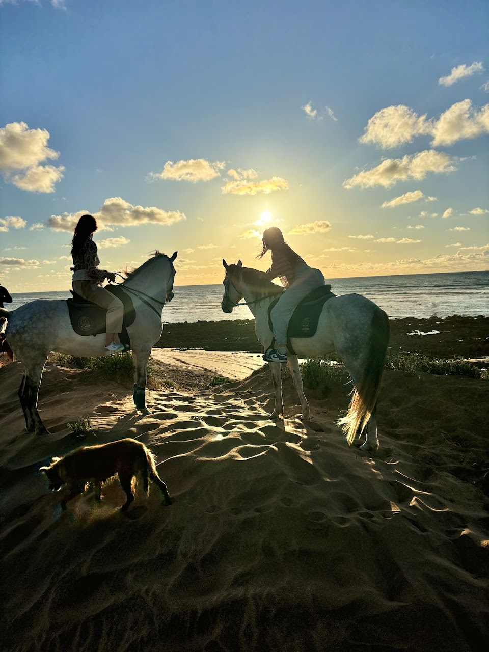 Hamza Reguiai Cheval équitation