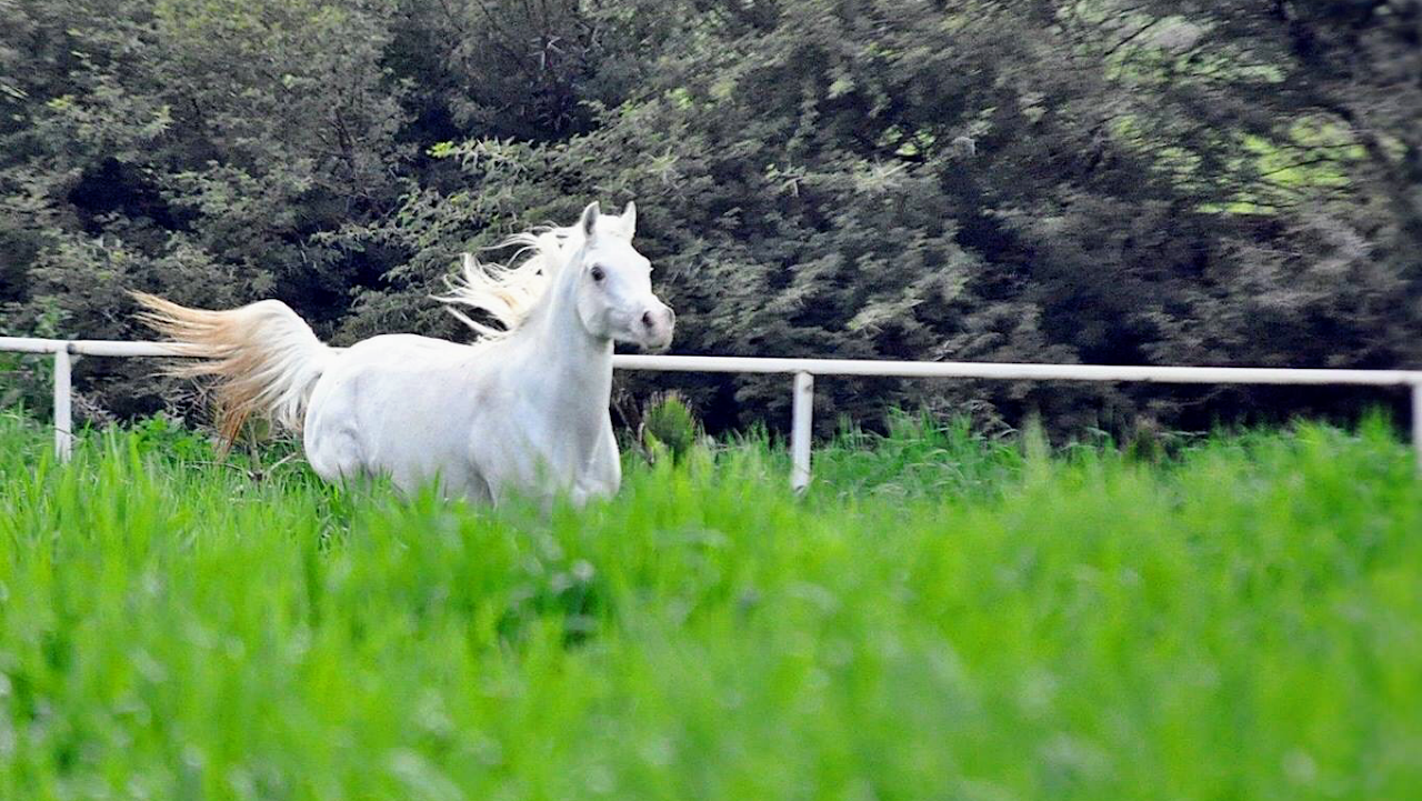 Al Farid Horse Farm