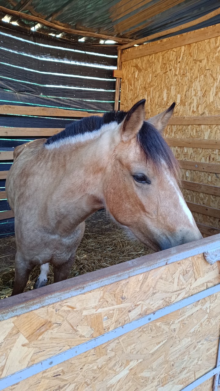 Equestrian Center Agadir Ocean Horse — photo 4