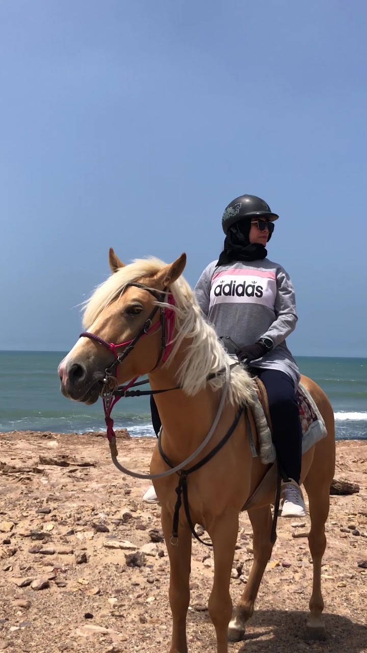 Stallion Adventures Travel — photo 2