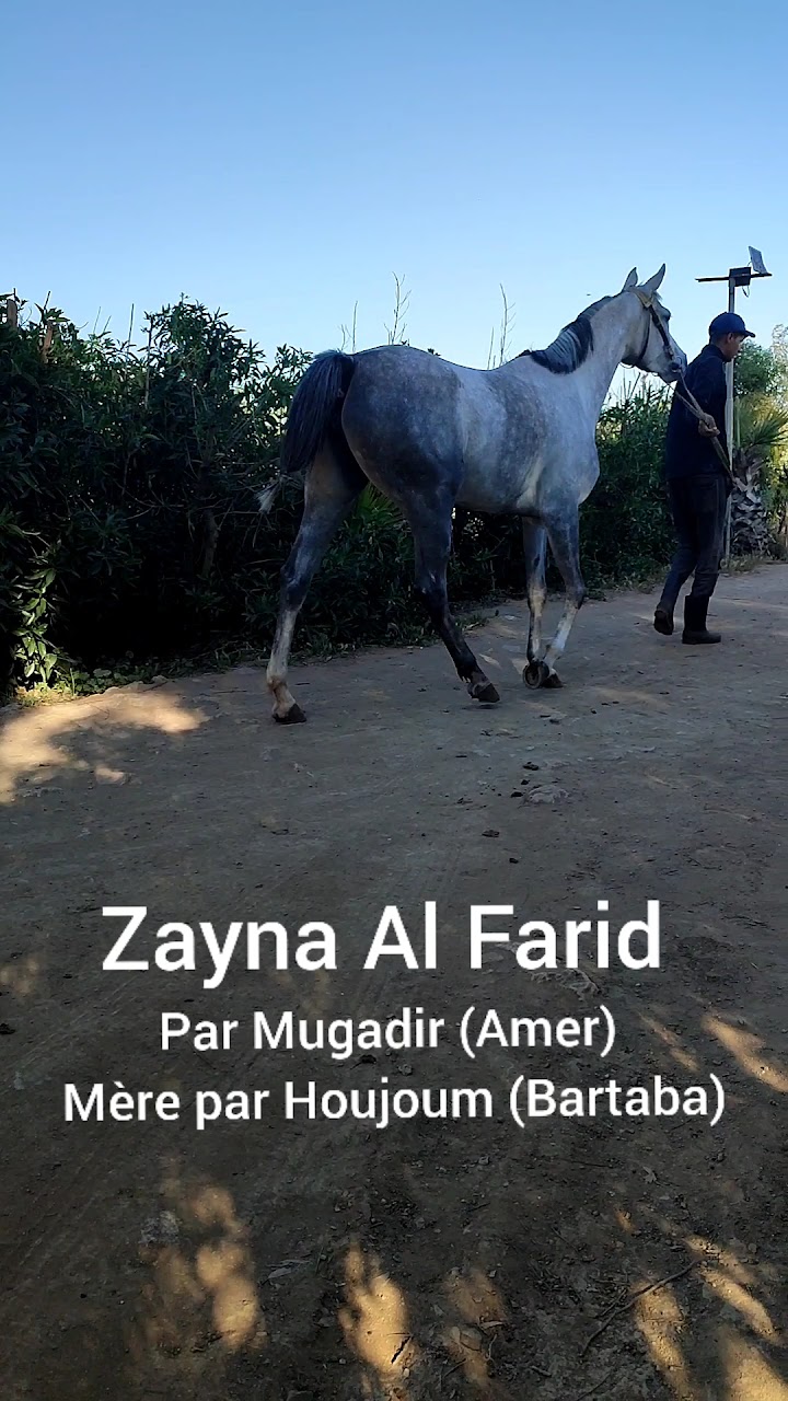 Al Farid Horse Farm — photo 2