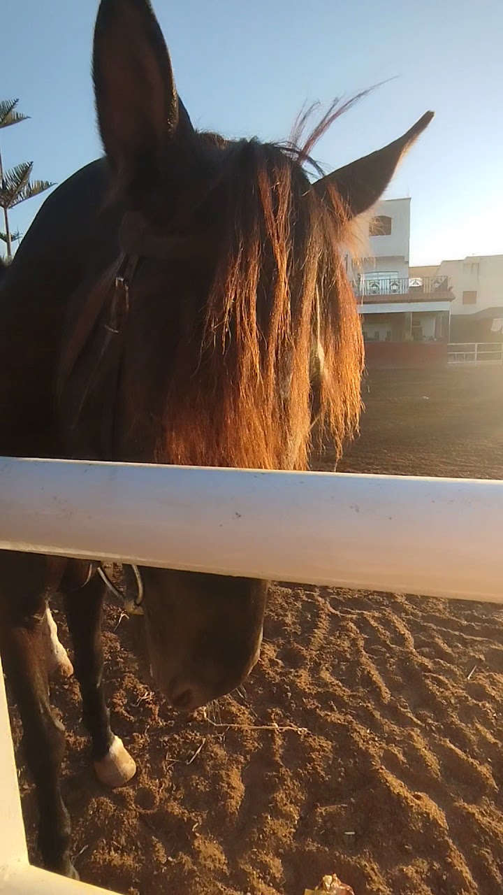 CLUB EQUESTRE CAMPAMINTO — photo 2