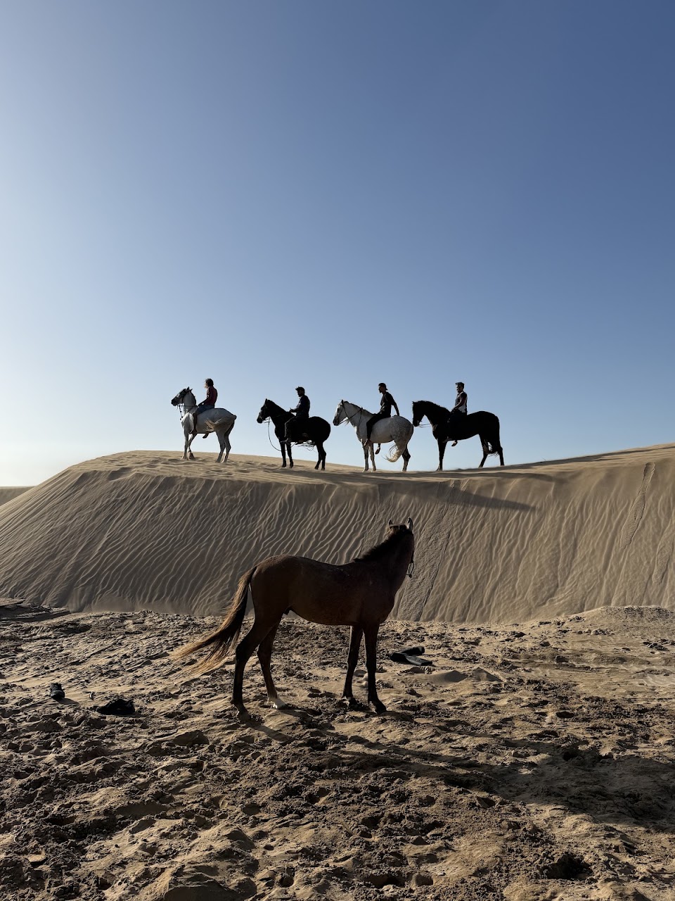 Windhorses of Essaouira — photo 4