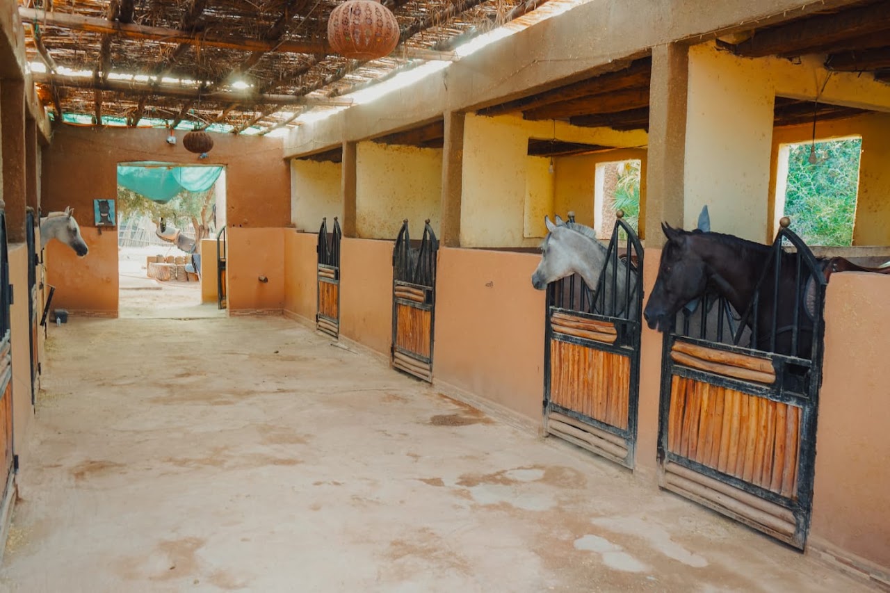 Premium Horse & Quad Tours in Marrakech Palmeraie — photo 2