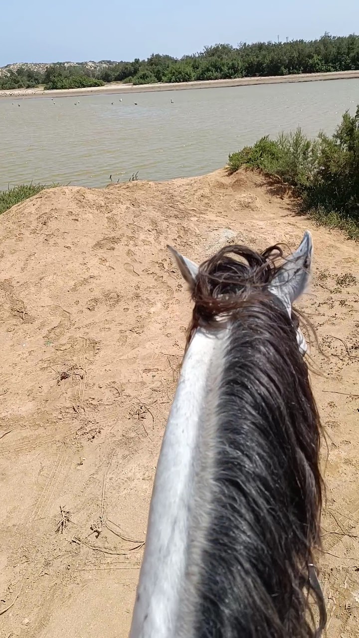 Ocean Ranch — photo 4