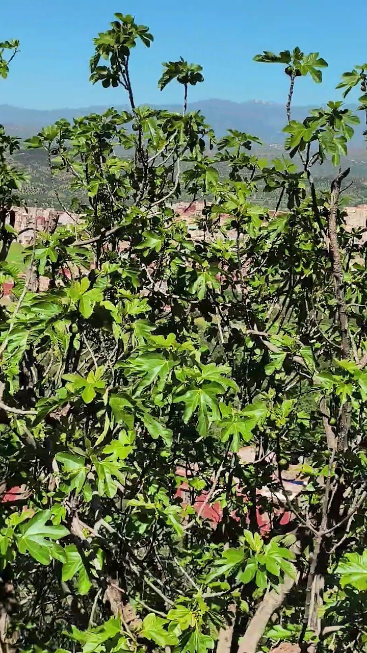 نادي الصداقة لكمال الأجسام — photo 4