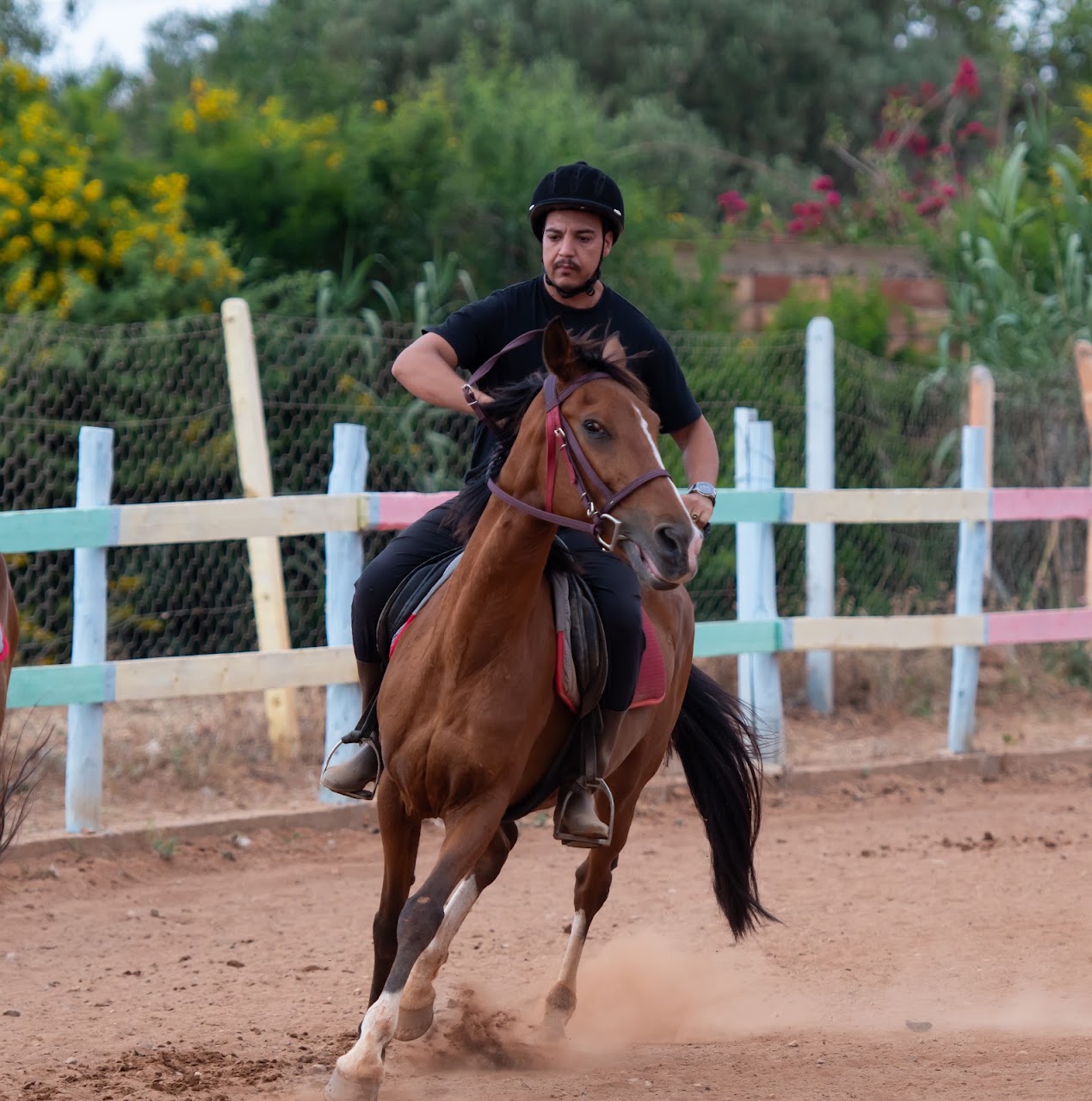El jawed club equestre — photo 2