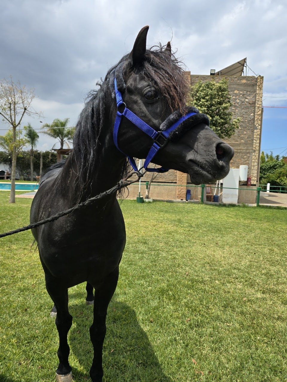 Elaaz horse farm — photo 3