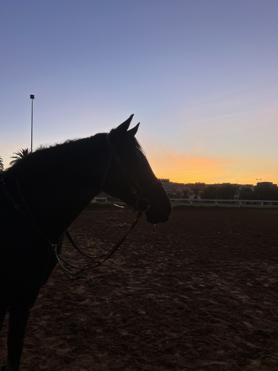 Club De L'etrier De Meknès — photo 3