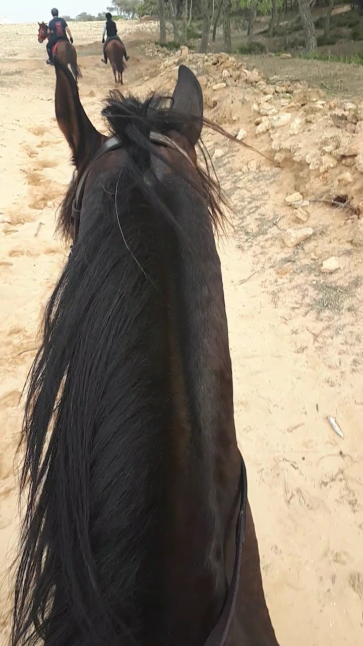Horse Club Abdelkader - نادي الخيل عبد القادر — photo 2