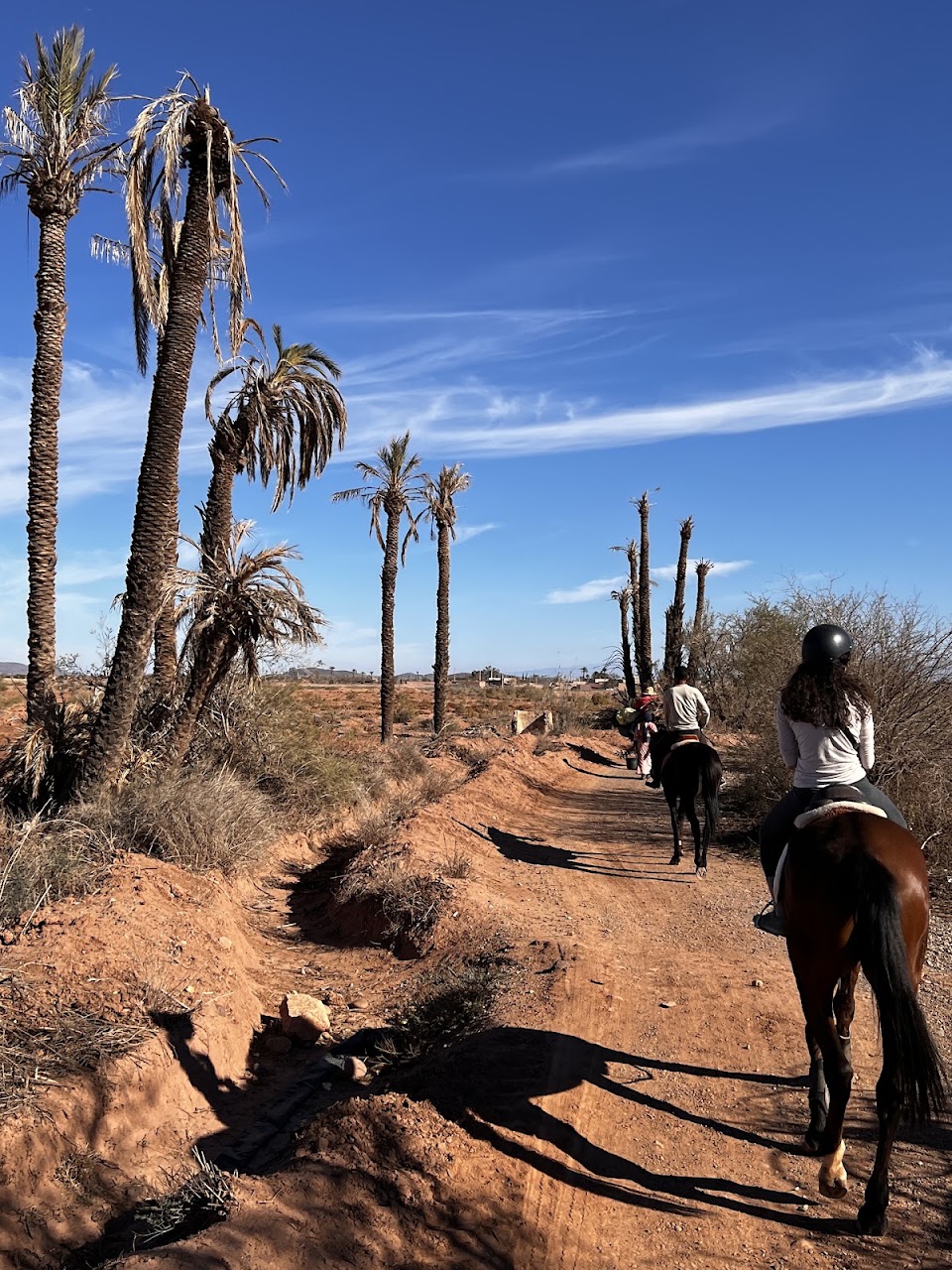 Domaine Équestre La Palmeraie - Cheval Marrakech — photo 3
