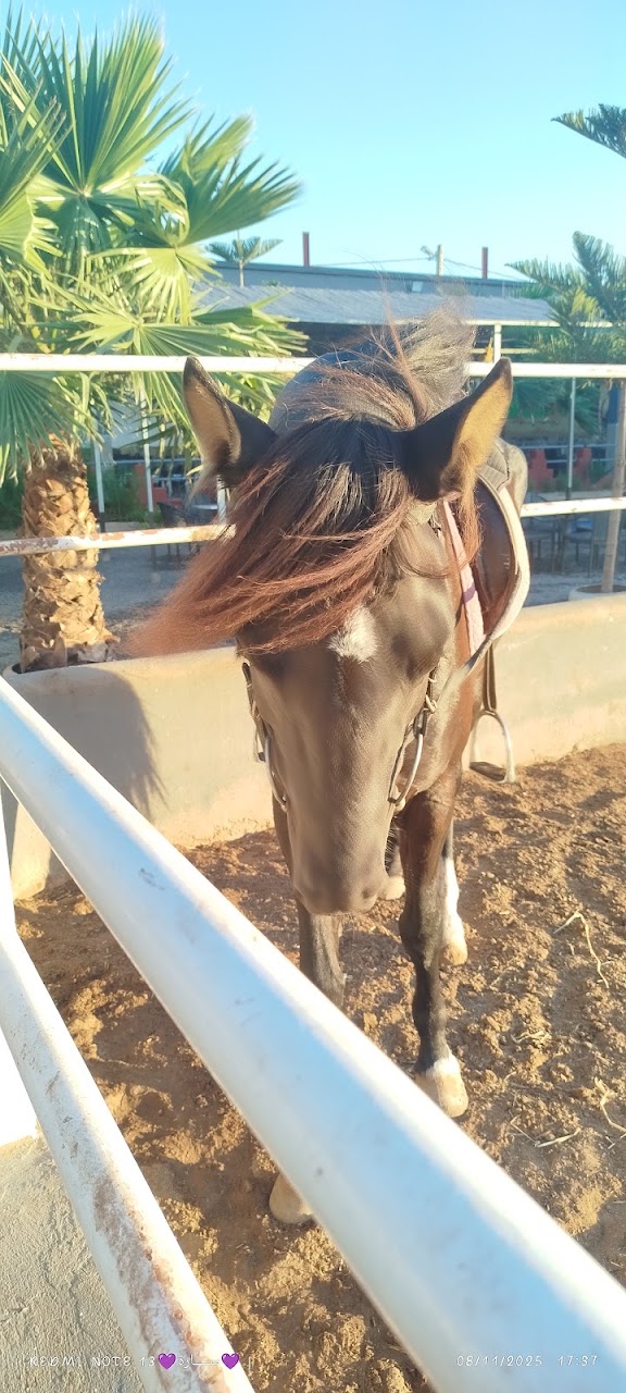 CLUB EQUESTRE CAMPAMINTO