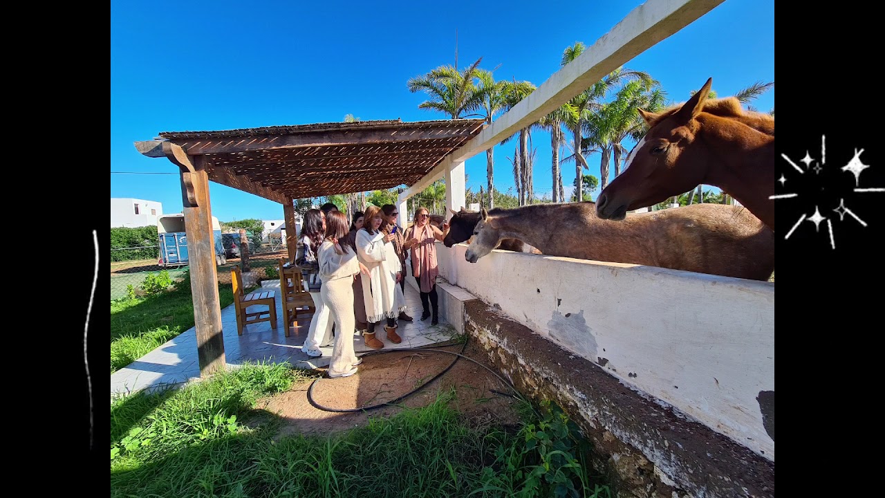El Aaz Arabians Stud — photo 2