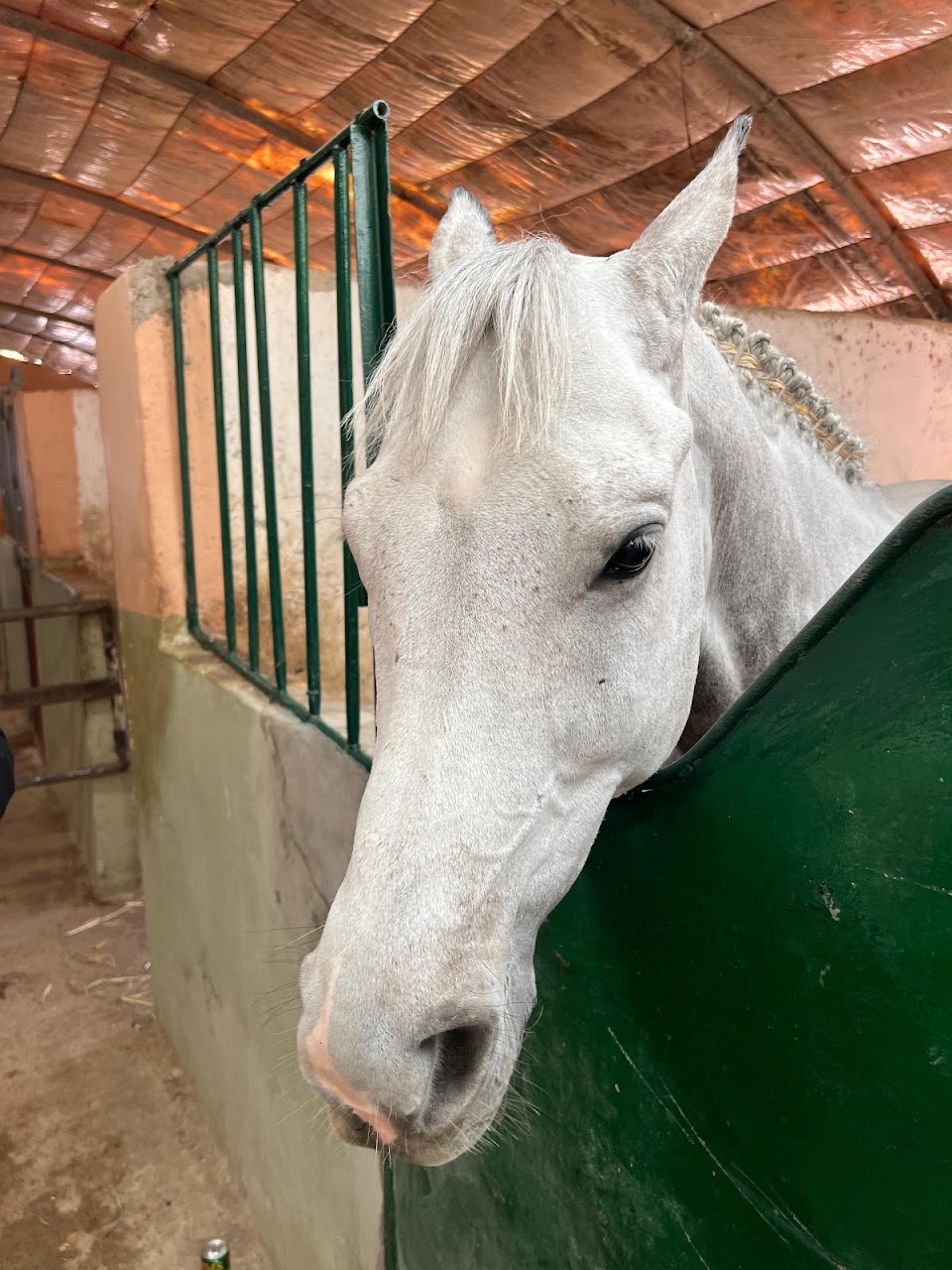 Club Equestre Nador — photo 3