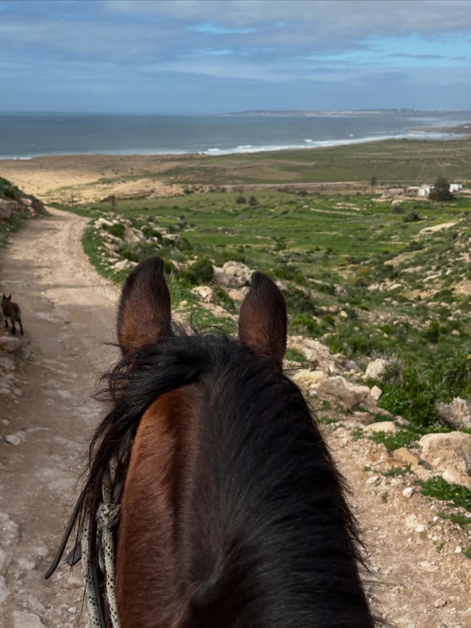 Agadir horse riding — photo 4