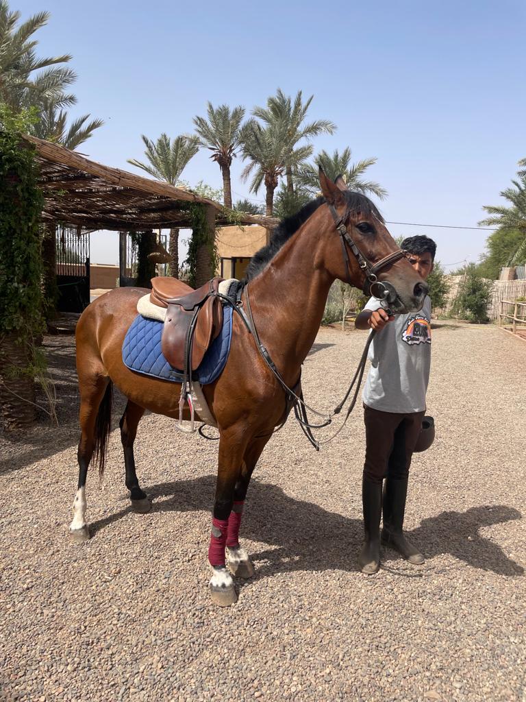 Balade a Cheval Marrakech Palmeraie - Chevalamarrakech — photo 3