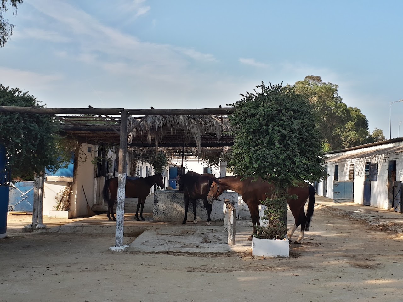 Royal Equestrian Club — photo 3