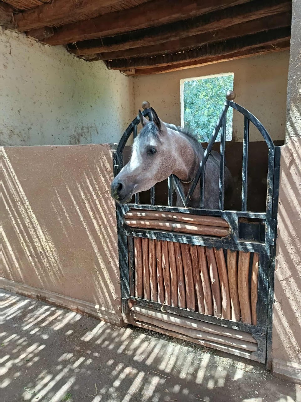 Equestre Palmeraie - Cheval Marrakech atlas — photo 3