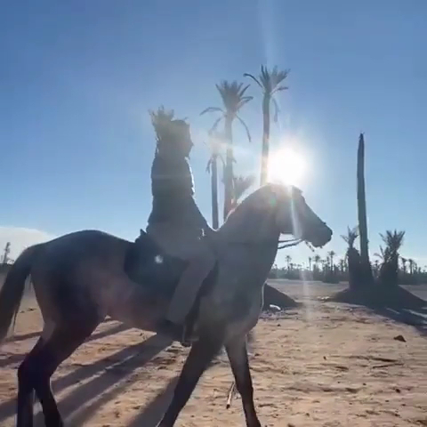Equestre Palmeraie - Cheval Marrakech — photo 2