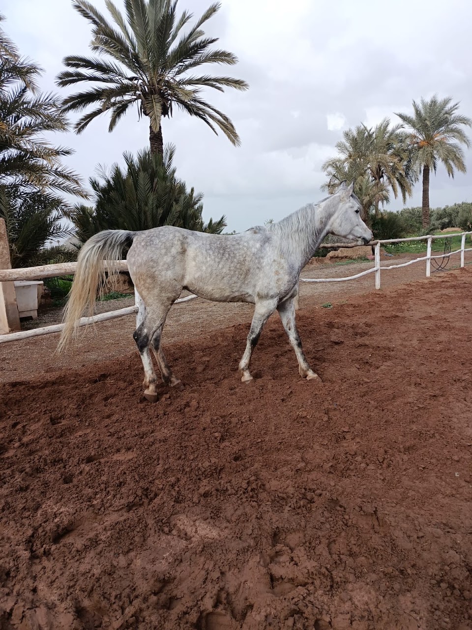 Premium Horse & Quad Tours in Marrakech Palmeraie — photo 3