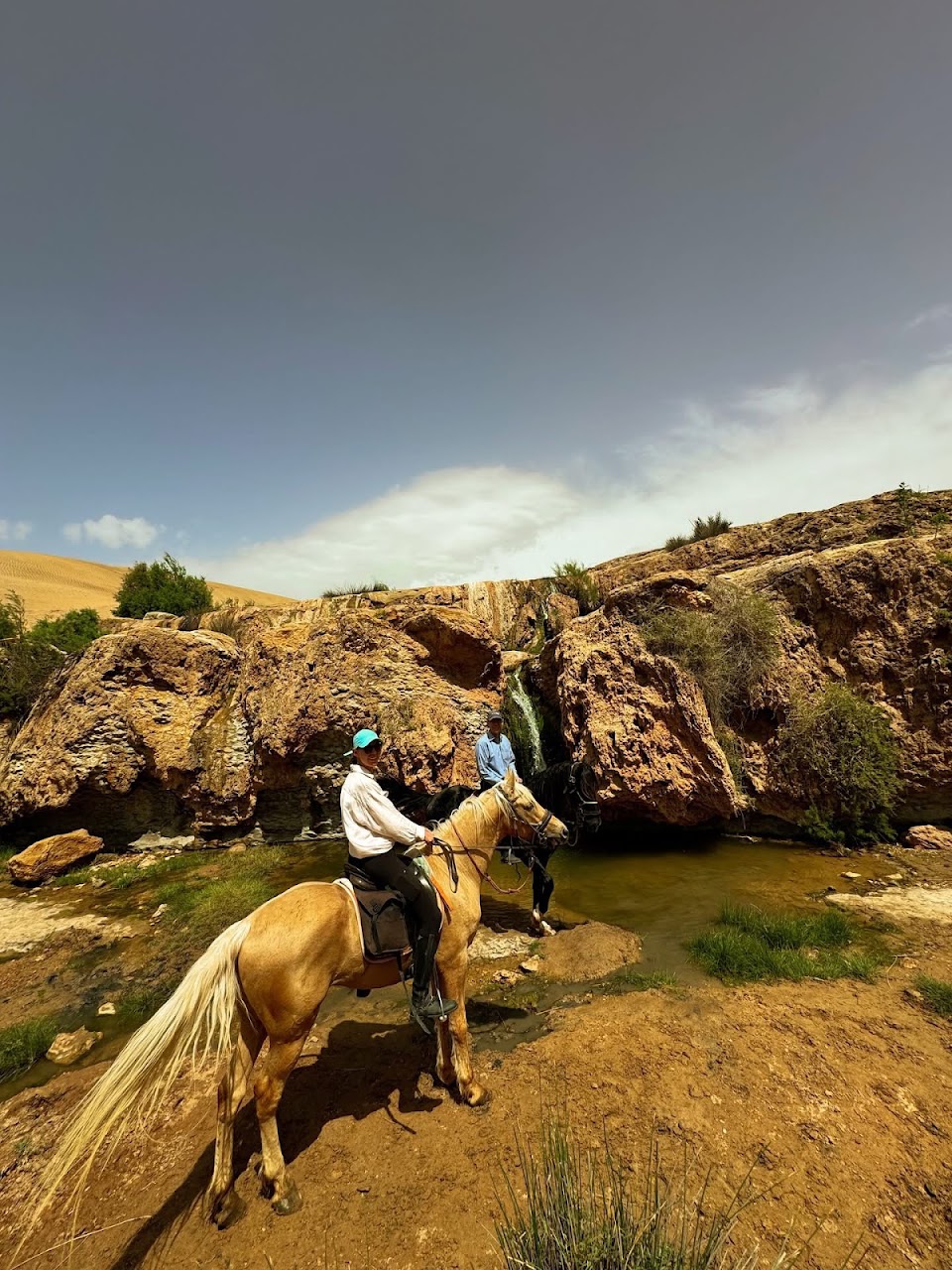 Cheval sidi kaouki — photo 4
