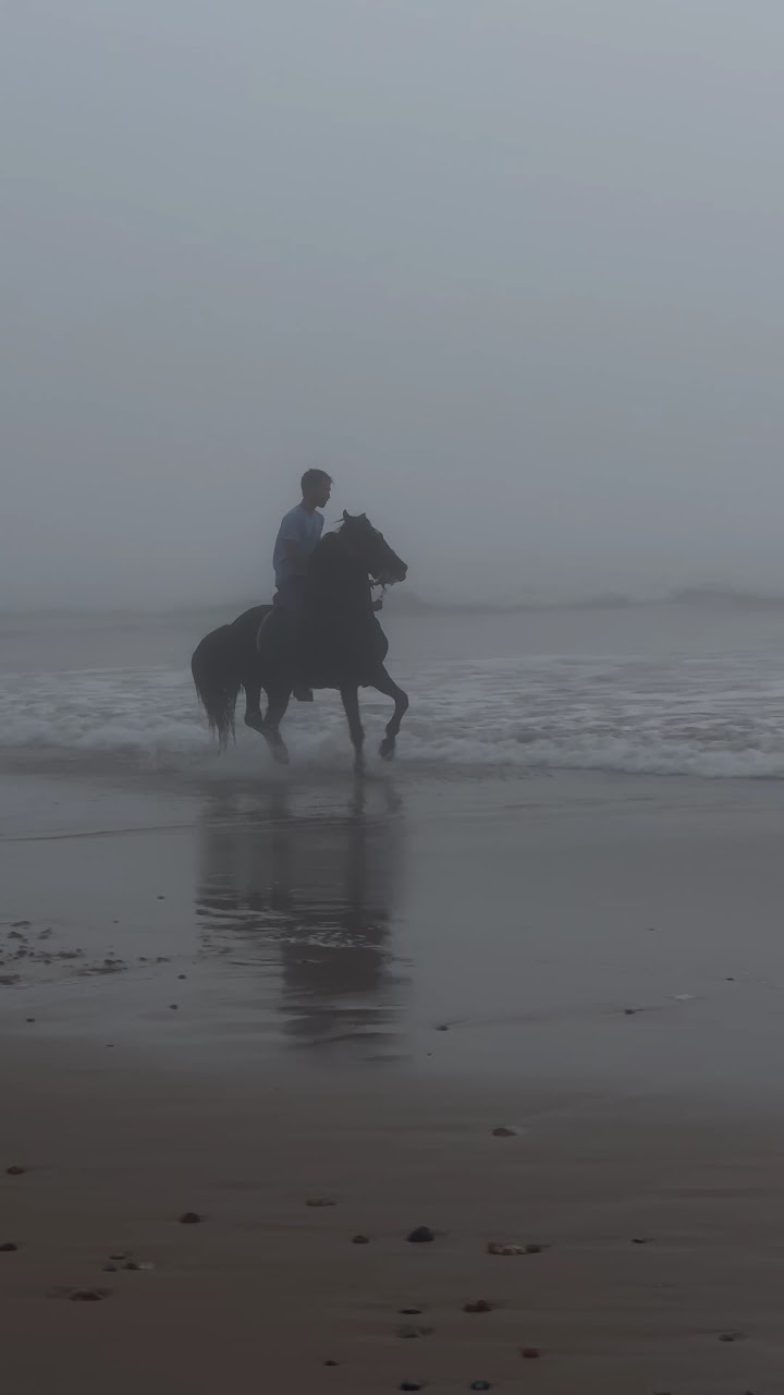 Cheval sidi kaouki — photo 2