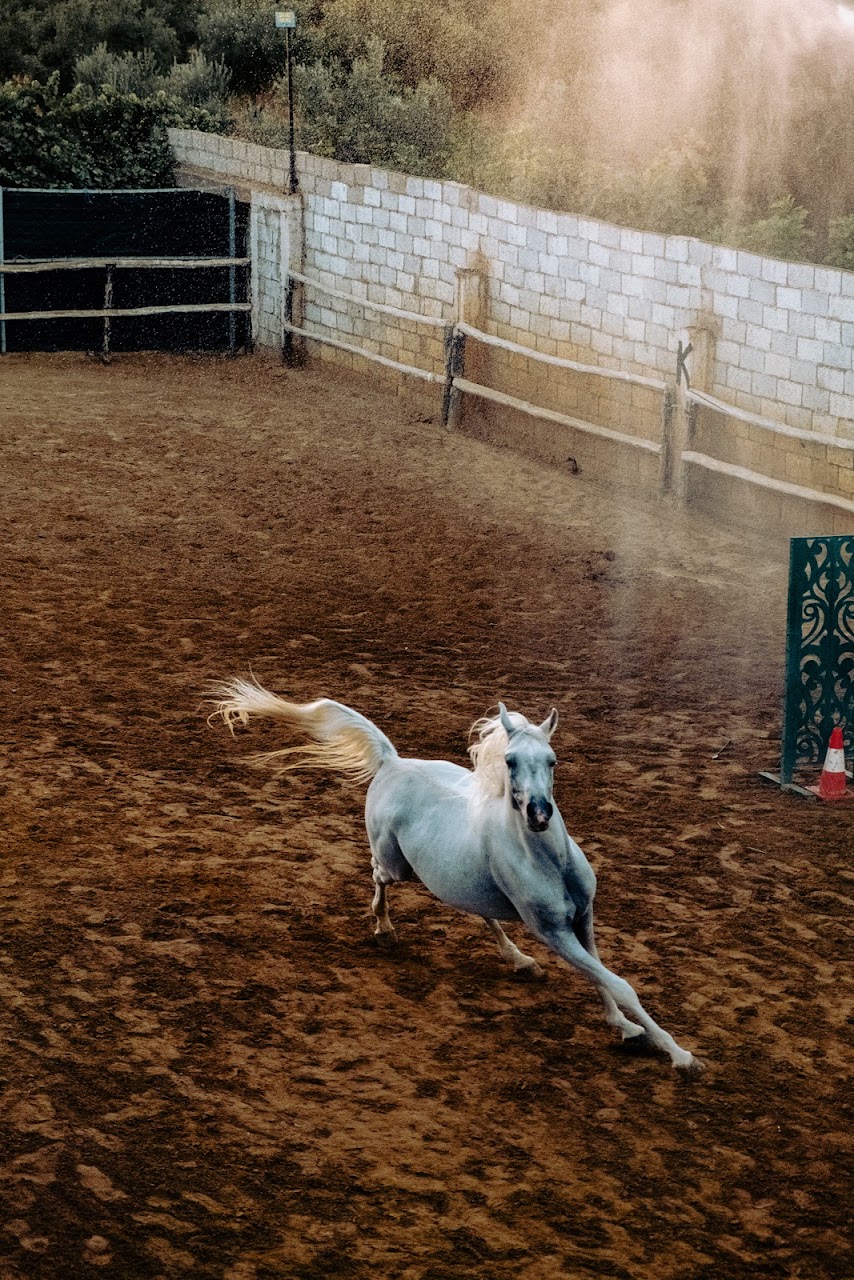 Club Ribat Al Khair D'équitation — photo 2