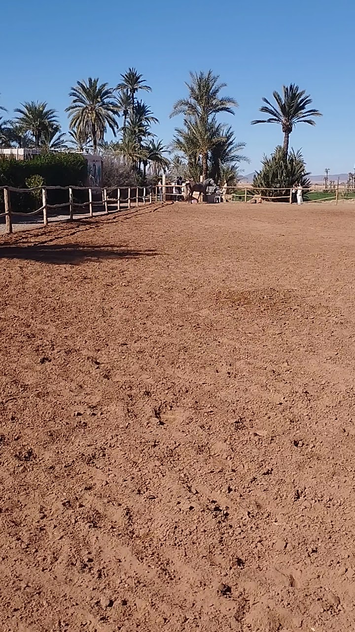 Equestre Palmeraie - Cheval Marrakech atlas — photo 4