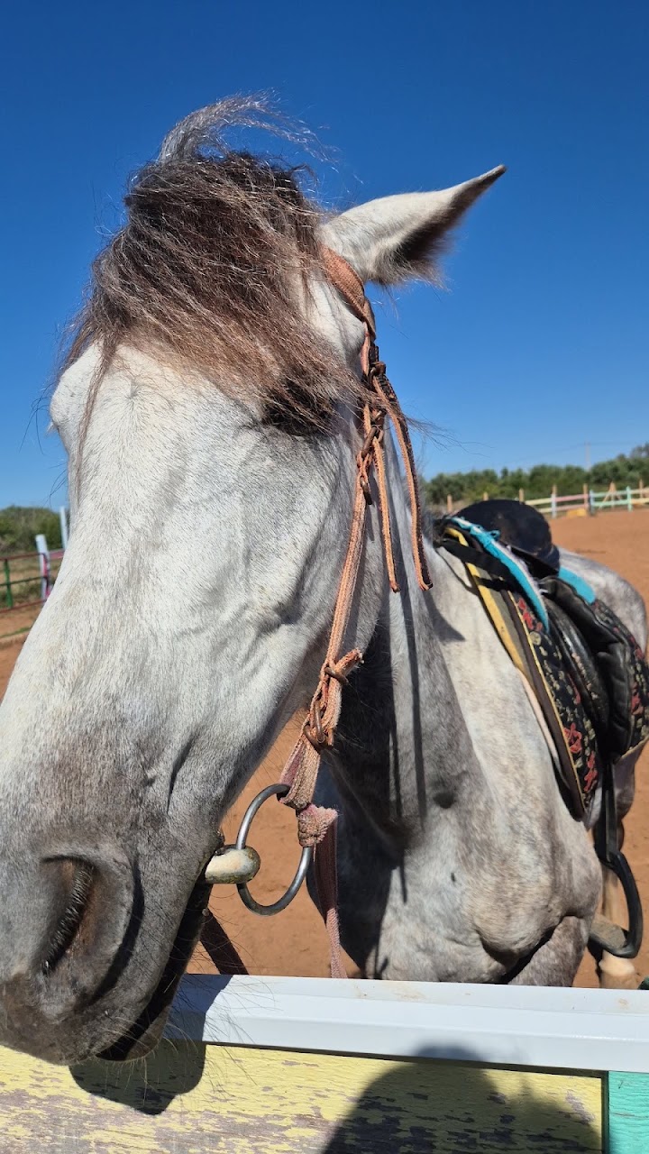 El jawed club equestre — photo 3