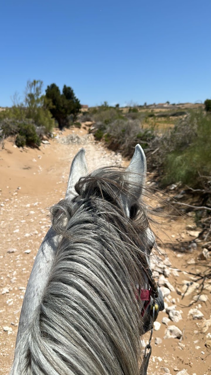 Sidi kaouki horse riding — photo 4