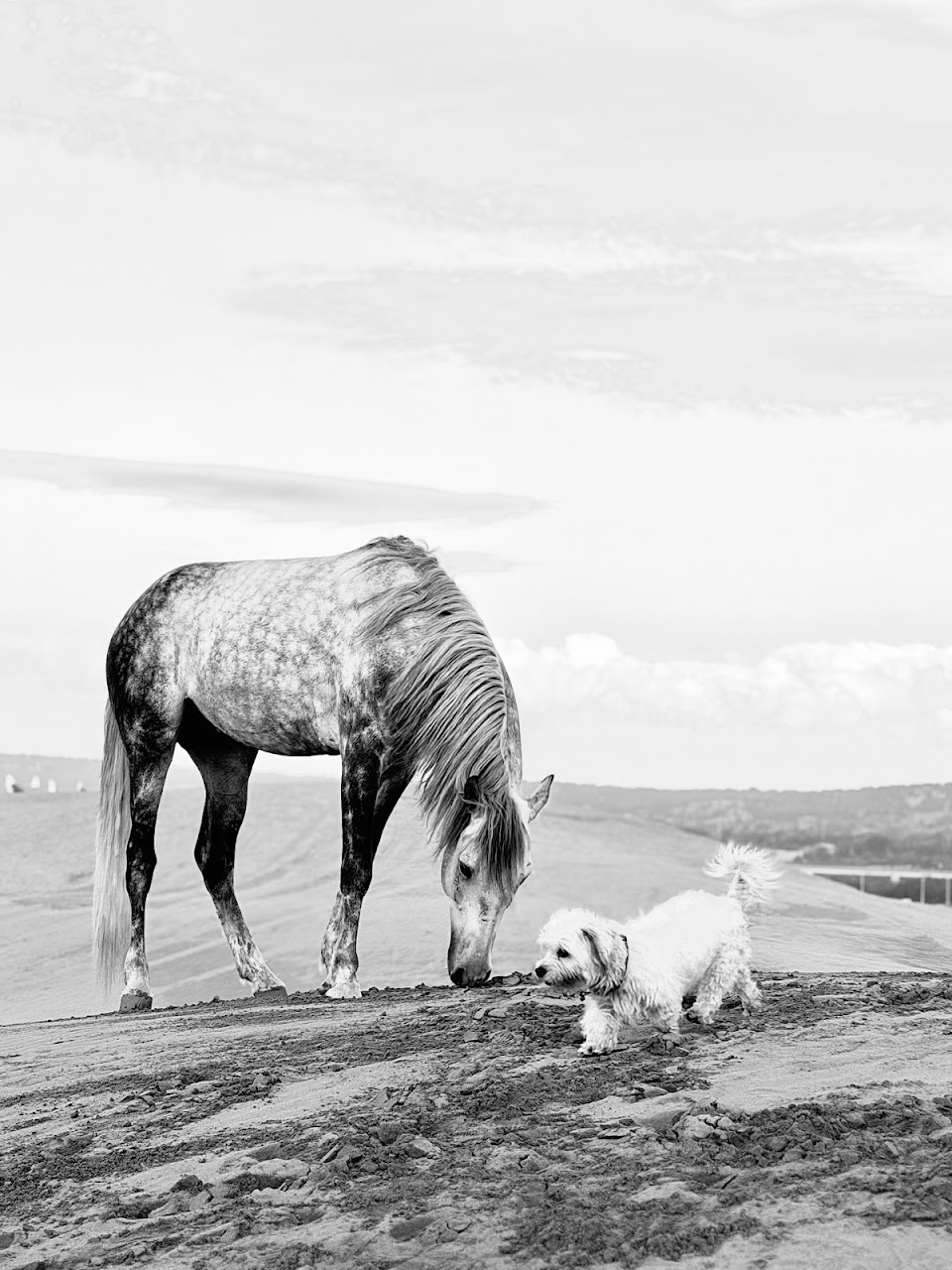 Horse4ever.essaouira — photo 3
