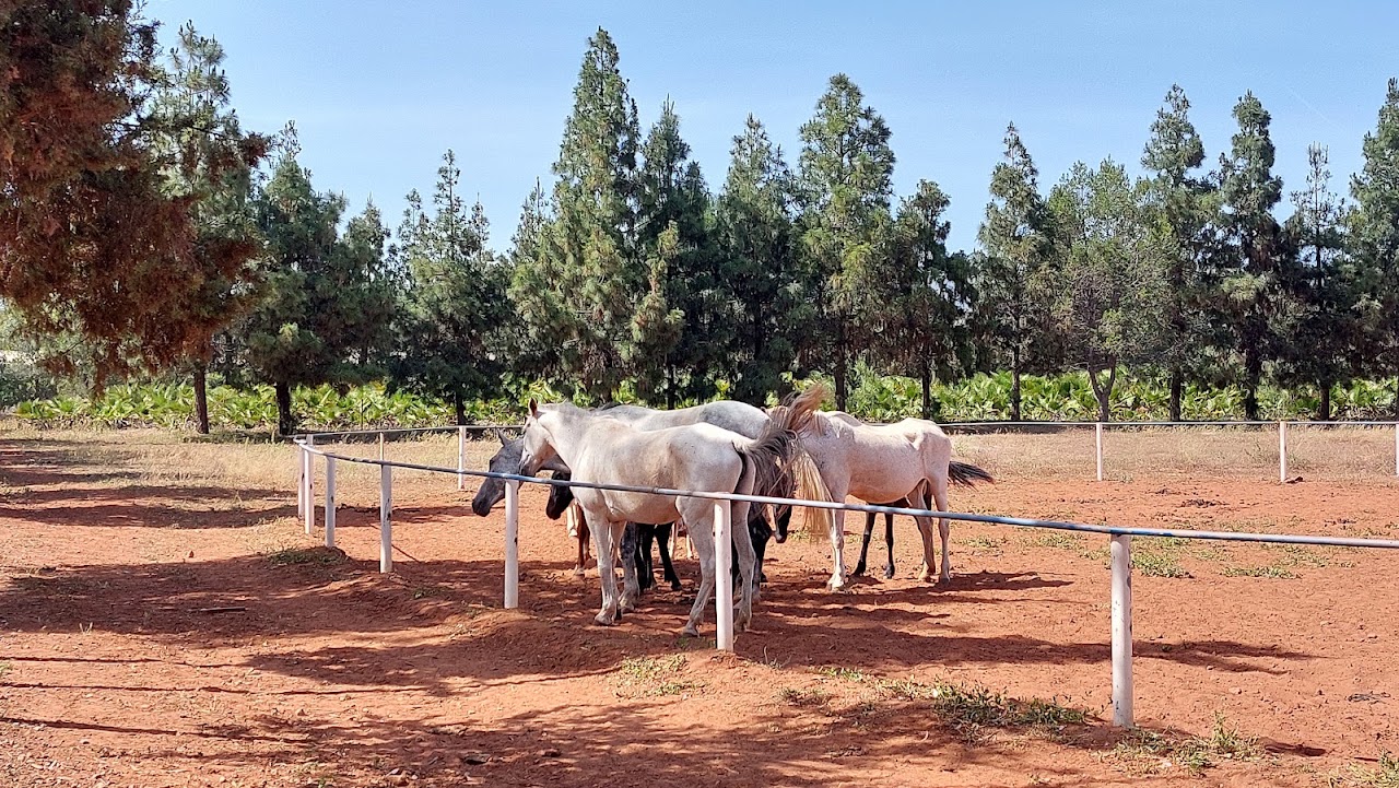 Royal Club Equestre Riyad Mohammedia — photo 2